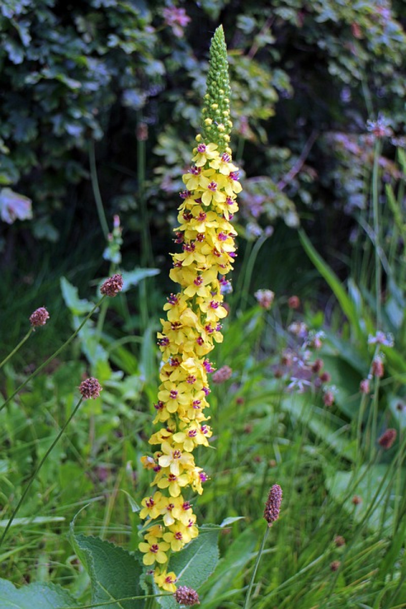 Natuurlijke tuin - Inheemse planten - Biodiversiteit bevorderen - Ecologische tuin - Bloeiende border